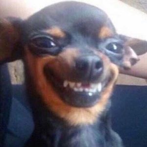 Meet your Posher, Leonard